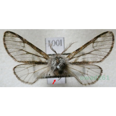 Lycia pomonaria (Hübner, 1790) male Włochacz najabłonniak Czech100l
